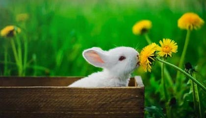 九游体育下载-博洛尼亚袭占对手阵地，全力以赴，博洛尼亚站